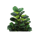  Germain Larivière Home Decor Artificial Plants I9515 IMAGE 3